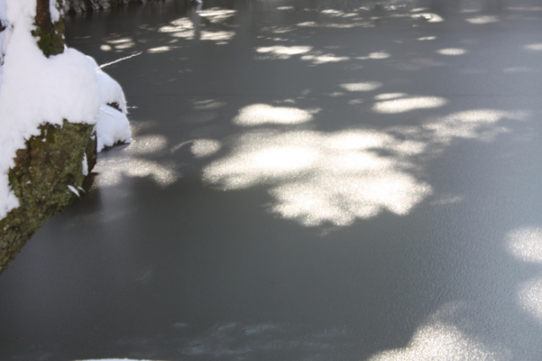 氷結した兼六園「瓢池」と氷上の木漏れ日