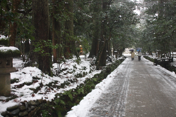 降雪の那谷寺「参道」と杉林
