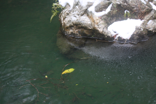 半氷結した池と落葉/癒し憩い画像データベース