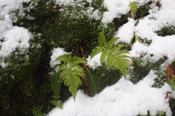 積雪の中の緑葉と苔