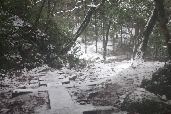 積雪の敷石と森