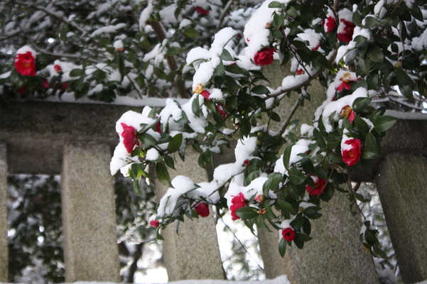 積雪と雪椿/癒し憩い画像データベース