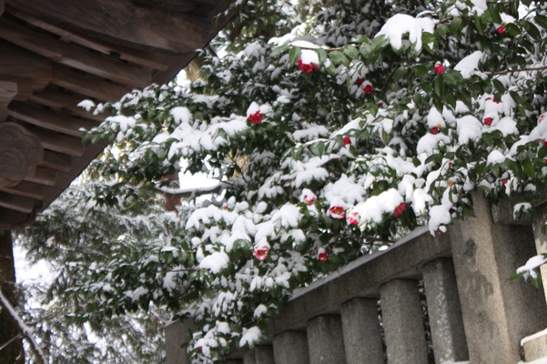 神社の雪椿