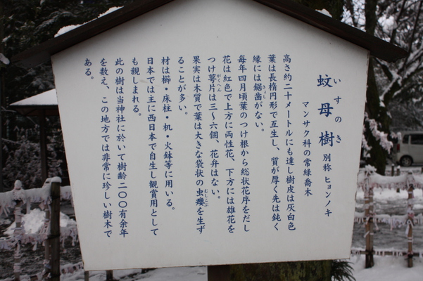 積雪の尾山神社「蚊母樹」説明版
