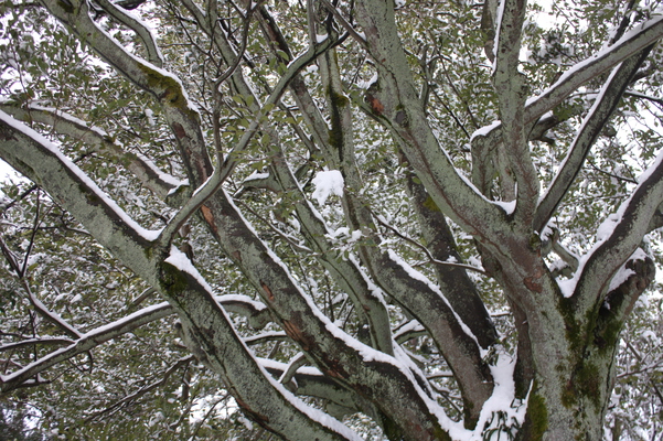 積雪の尾山神社「蚊母樹」