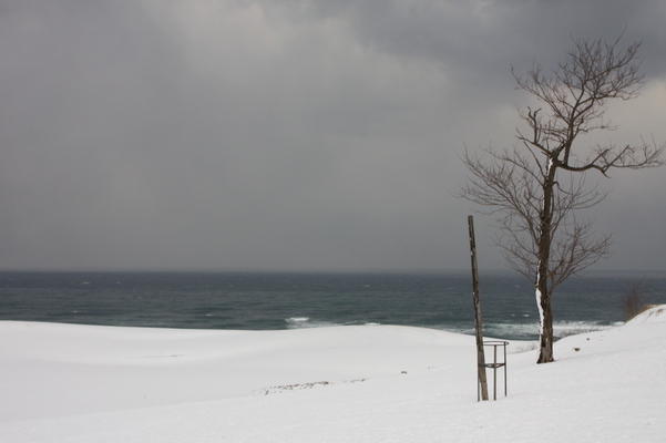 積雪の鳥取砂丘と冬木立