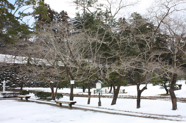 松江城のヒトツバタゴ（別名ナンジャモンジャノキ）の冬木立