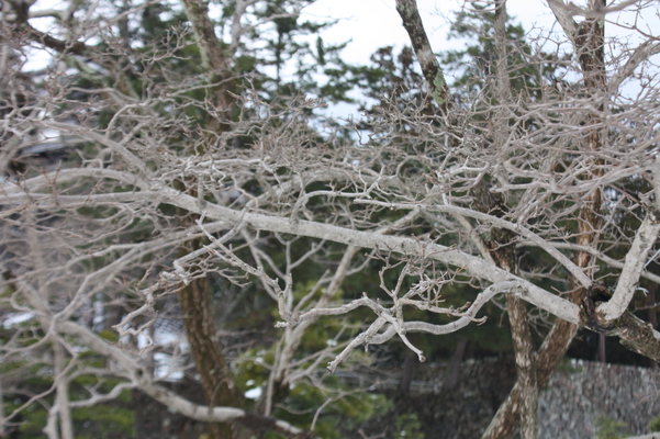 ヒトツバタゴ（ナンジャモンジャノキ）の冬木立