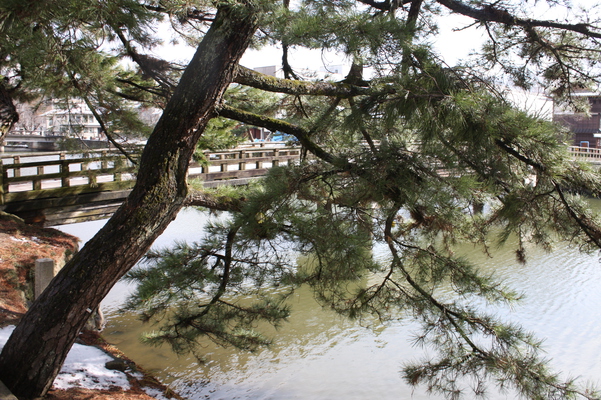 松江城の黒松と「宇賀橋」