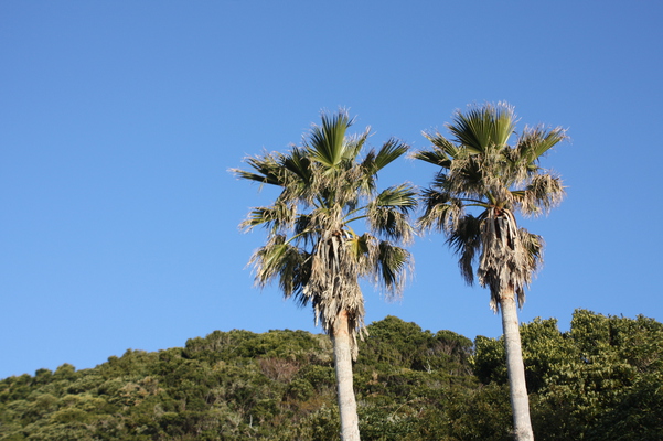 青空と椰子の木/癒し憩い画像データベース
