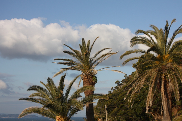 伊良湖岬の椰子の木