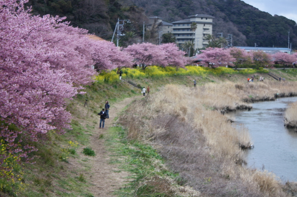 河津桜の並木とナノハナ/癒し憩い画像データベース