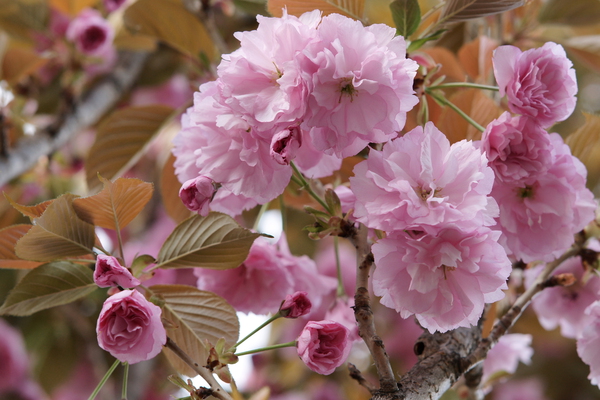 サクラ 関山桜 癒し憩い画像データベース