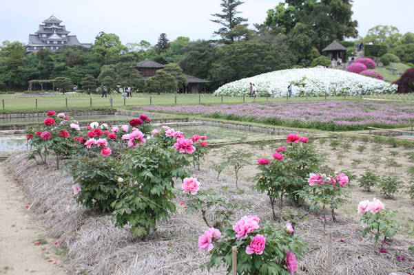 シャクヤクの花畑と岡山城天守閣の遠望 癒し憩い画像データベース