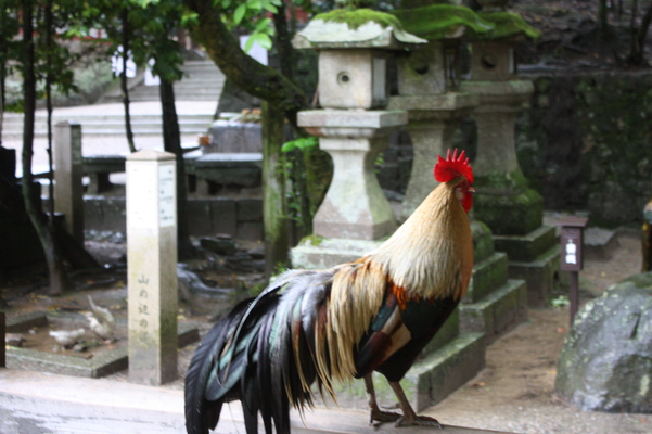 「石上神宮」の尾長鶏/癒し憩い画像データベース