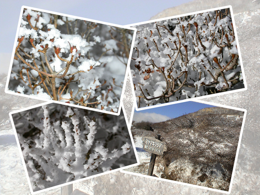 ミヤマキリシマの「冬芽と樹氷」