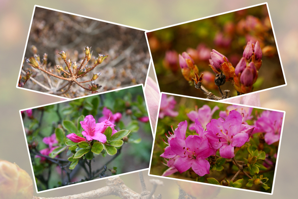 ミヤマキリシマの「蕾から花へ」/癒し憩い画像データベース