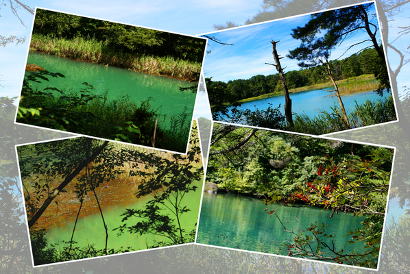 いろいろな色の沼群/癒し憩い画像データベース