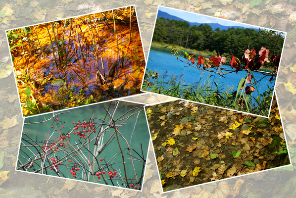 沼周辺の植物たち/癒し憩い画像データベース