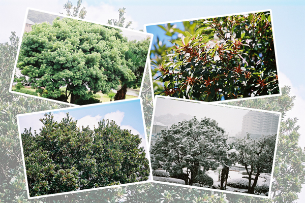 ヤマモモ「樹冠の推移」/癒し憩い画像データベース
