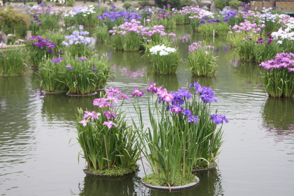 ハナショウブ（花菖蒲）の池/癒し憩い画像データベース