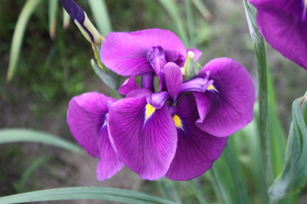 ֿҤβ־Գʥϥʥ祦֡/Ƥǡ١