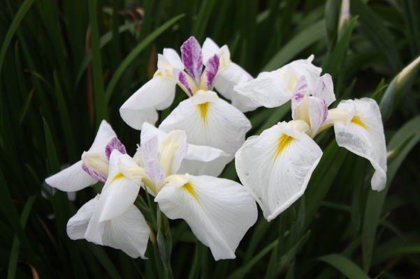 ־Գʥϥʥ祦֡/Ƥǡ١