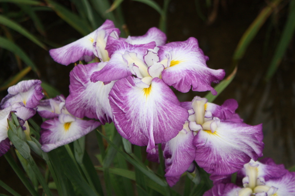 ޼β־Գʥϥʥ祦֡/Ƥǡ١