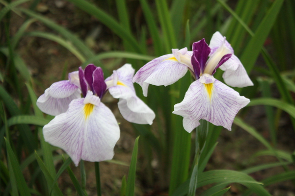 ־Գʥϥʥ祦֡/Ƥǡ١