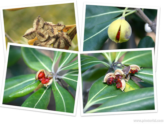トベラの実から種子へ/癒し憩い画像データベース
