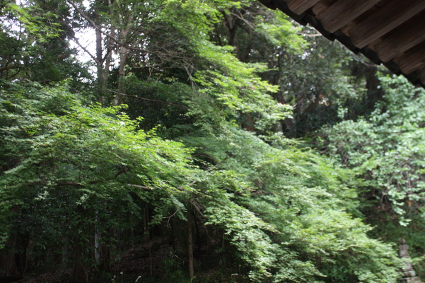 夏緑のカエデと富貴寺の「阿弥陀堂」