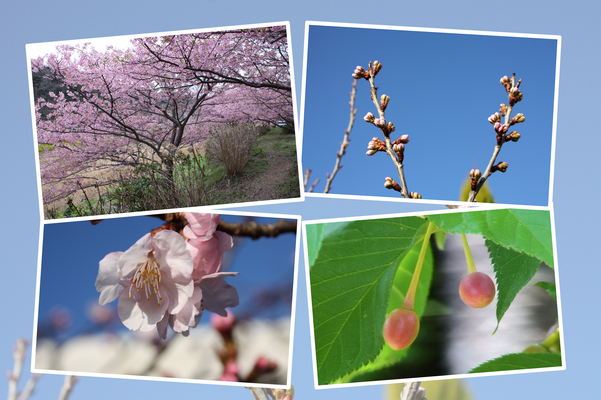 カワヅザクラ（河津桜）の四季/癒し憩い画像データベース