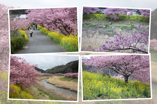 岸辺のカワヅザクラ（河津桜）とナノハナ（菜の花）/癒し憩い画像データベース
