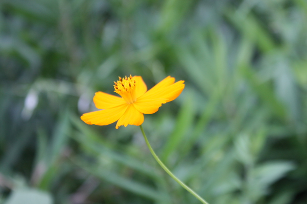 「原尻の滝」傍の黄色い野草