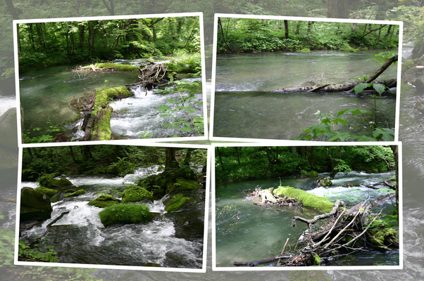 夏の「奥入瀬」渓流と流木たち