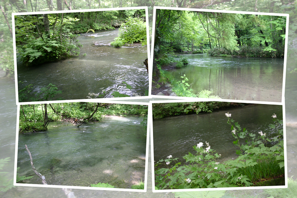 夏の「奥入瀬」、緩やかな流れと深緑