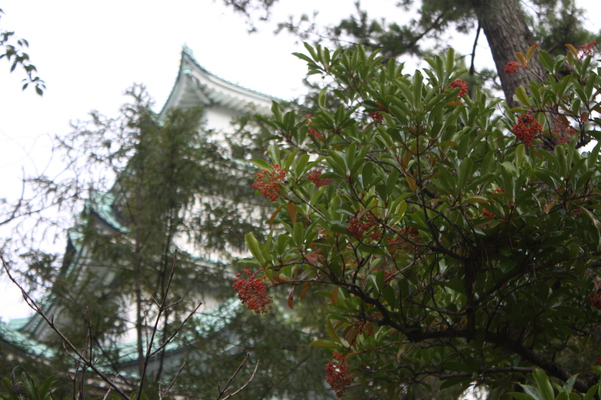 名古屋城「天守閣」とサンゴジュ/癒し憩い画像データベース