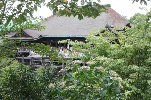 夏緑の京都・清水寺「本堂と舞台」