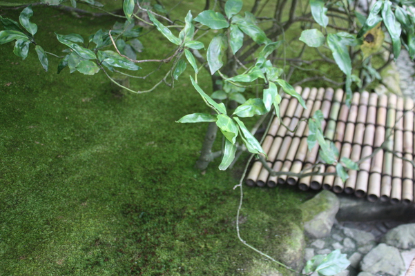 夏の緑葉と竹風情