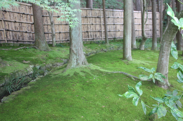 夏の銀閣寺「苔の庭と竹垣」
