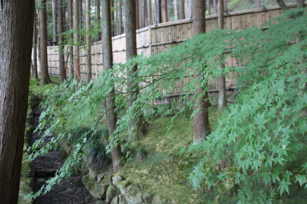 夏の銀閣寺「竹垣」と楓の緑葉