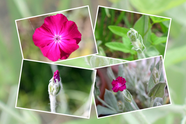 フランネルソウの蕾から花へ/癒し憩い画像データベース