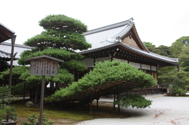 金閣寺の「陸舟の松」と方丈