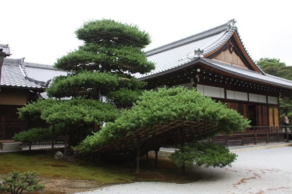 金閣寺の「陸舟の松」と方丈