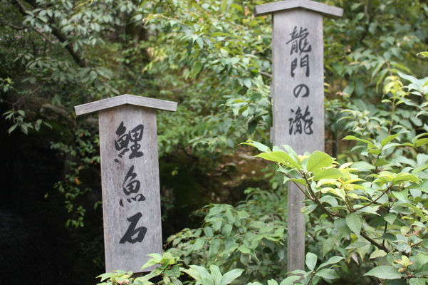 夏緑の金閣寺「龍門の滝」と「鯉魚石」