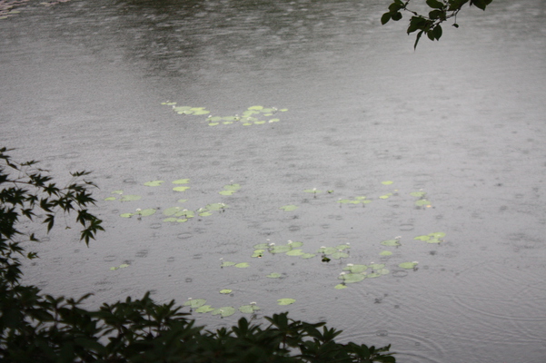 雨降りの池とスイレン/癒し憩い画像データベース