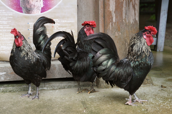 �о���ܡָ���ܤ�����/�����Ƥ������ǡ����١���