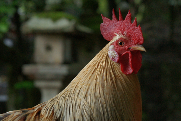 �о���ܤΡֿ��ܡ�/�����Ƥ������ǡ����١���