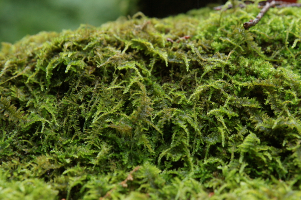 �о���ܡֱ���Ǩ�줿�ݡ�/�����Ƥ������ǡ����١���