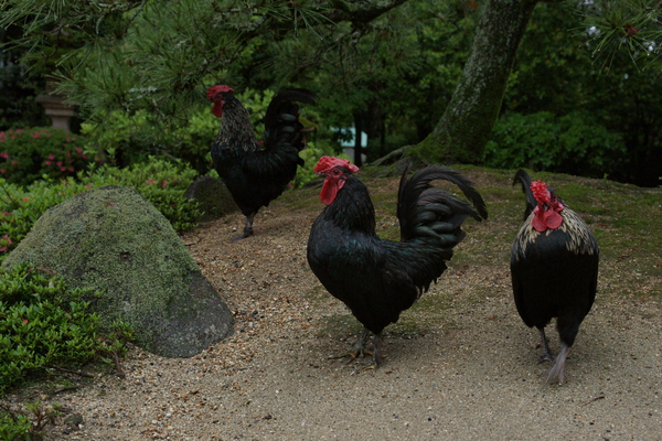 �о���ܡָ���ܤ�����/�����Ƥ������ǡ����١���